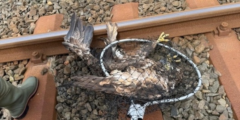 BPOL-FL: Seeadler aus den Gleisen geborgen - Foto: presseportal.de