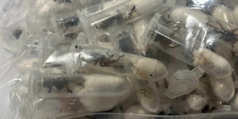 HZA-K: Kölner Zoll findet rund 1.500 Vogelspinnen versteckt in Keksverpackungen / Schmuggelpaket aus Vietnam war auf dem Weg ins Sauerland - Foto: presseportal.de