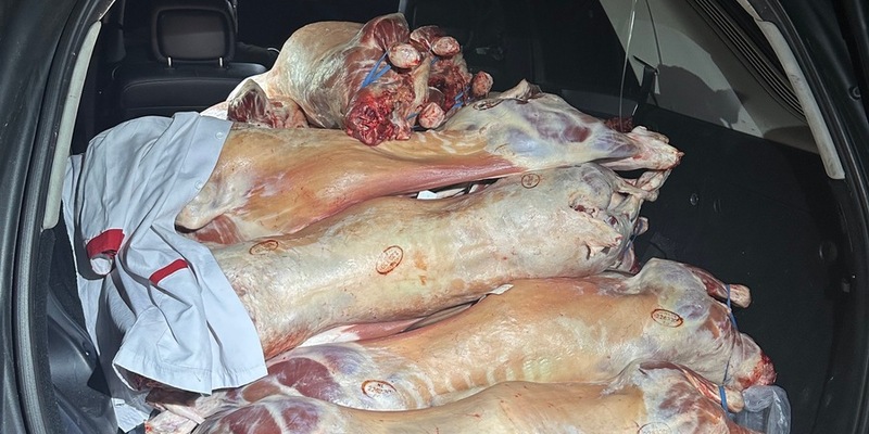 HZA-LÖ: Das Schweigen der Lämmer - Zoll entdeckt unzulässigen Fleischtransport - Foto: presseportal.de