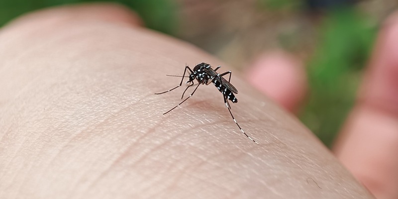 Gestreifte Gefahr: Tigermücke im Anflug - Foto: presseportal.de