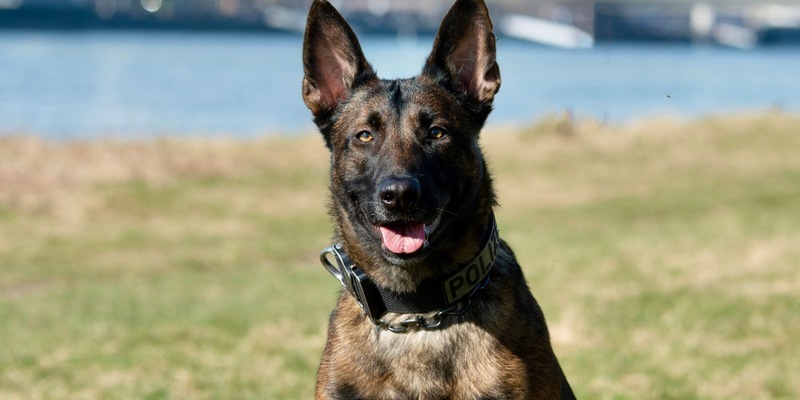 POL-K: 250715-3-LEV Raub in Leverkusen-Hitdorf - Diensthund Ciri findet entwendeten E-Scooter, Messer und Reizstoffsprühgerät - Foto: presseportal.de