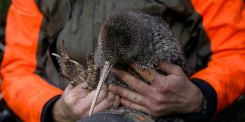 Kiwis sind flugunfähige Laufvögel und das Nationalsymbol Neuseelands. - Foto: Lucy Holyoake/Department of Conservation/dpa