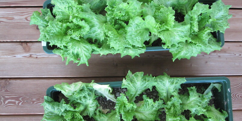 Salat im Vergleich - Foto: Modern Media & Technologies Galler GmbH über pressetext.de