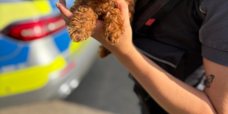 HZA-HN: Hundewelpen illegal ins Land gebracht - Foto: presseportal.de