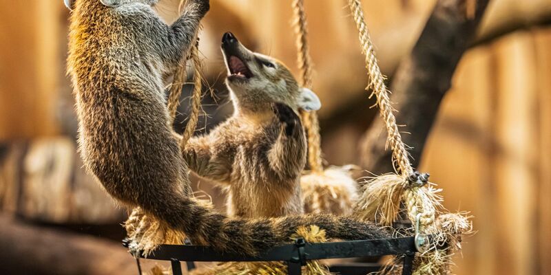 Drei kleine Bären mit weißer Schnauze sind jetzt für Zoobesucher zu sehen (Handout-Foto) - Foto: --/Archiv Opel-Zoo/dpa