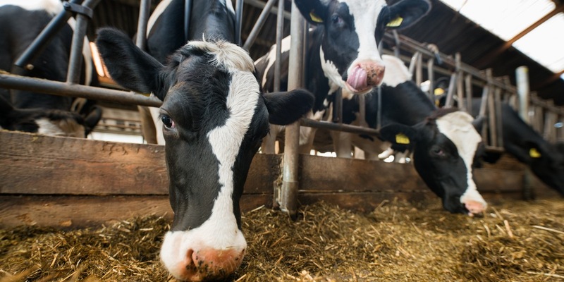 Lidl gibt Tierwohlversprechen für weitere Produkte / Der Lebensmitteleinzelhändler stellt Quark, frische Schlagsahne, Schmand und weitere Molkereiprodukte komplett auf höhere Haltungsformen um - Foto: presseportal.de