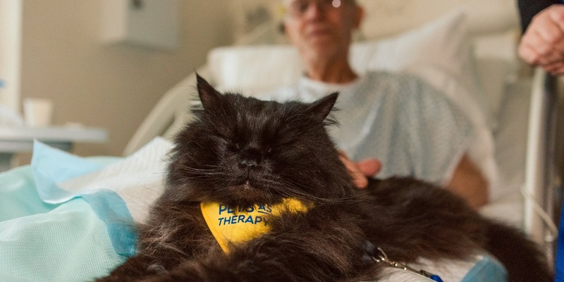 PURINA verleiht zum vierten Mal den BetterwithPets Prize und fördert Organisationen, die sich der Kraft der Mensch-Tier-Beziehung widmen - Foto: presseportal.de