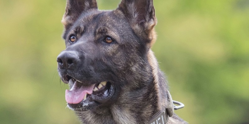 POL-KS: Bei Erblicken mehrerer Streifenwagen gewendet und Unfall verursacht: Diensthund Maverick stellt flüchtenden 24-Jährigen - Foto: presseportal.de