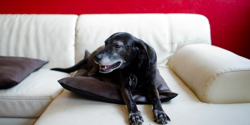 Hunde erleben das im Fernsehen Gezeigte aktiv mit. (Symbolfoto) - Foto: picture alliance / dpa