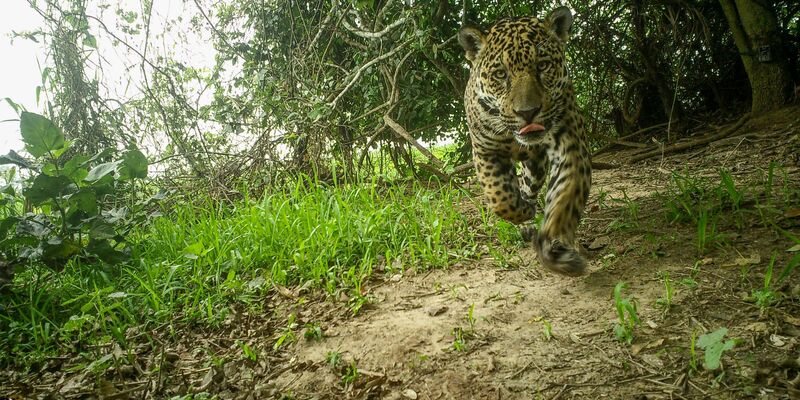 Es wurden wieder Jungtiere geboren und es kamen viele Jaguare aus anderen Regionen hinzu. - Foto: ---/Global Change Biology/dpa
