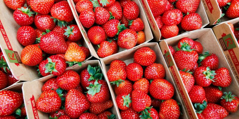 Deutsche Landwirte ernten weniger Erdbeeren. - Foto: Lando Hass/dpa