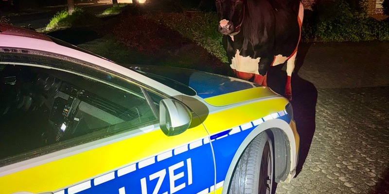 POL-STD: Tierischer Einsatz in der vergangenen Nacht - freilaufende Kuh nach Hause begleitet - Foto: presseportal.de