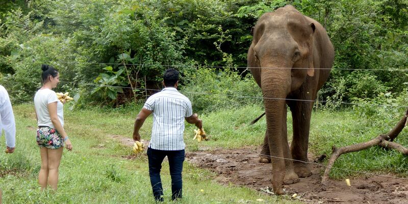 Er weiß, von den Touristen kann er etwas bekommen: Der Elefant Rambo bettelt um Futter im Udawalawe-Nationalpark. (Archivbild) - Foto: -/Udawalawe Elephant Research Project/dpa