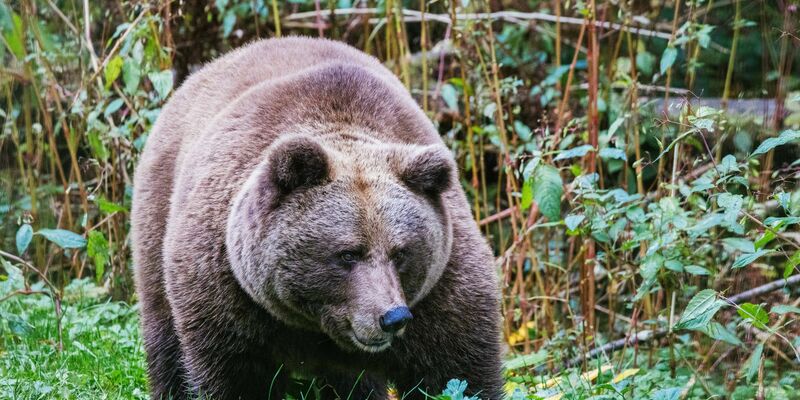 Im Alternativen Wolf- und Bärenpark Schwarzwald steht eine Bärin. Hier soll künftig auch die Bärin Gaia zuhause sein. - Foto: Philipp von Ditfurth/dpa