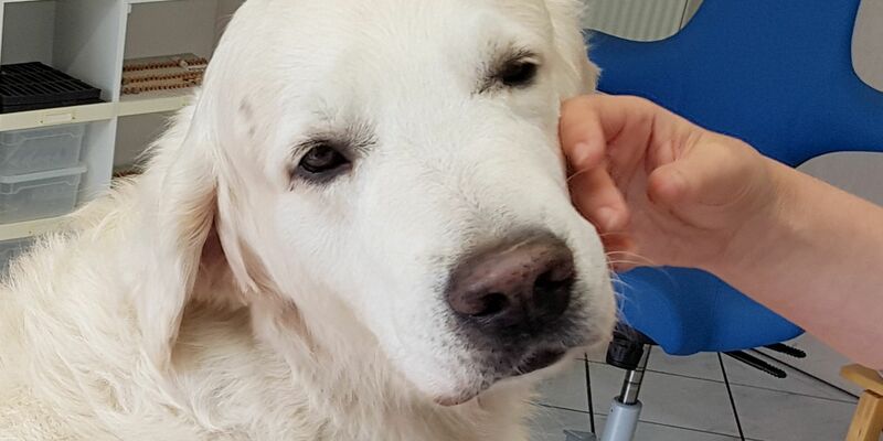 ILLUSTRATION - Ein Golden Retriever. - Foto: Carolin Eckenfels/dpa