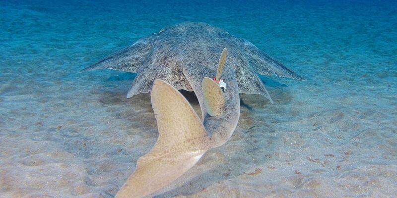 Seinen Namen verdankt der Engelhai seinen flügelartigen Brust- und Bauchflossen - und wird daher auch Meerengel genannt. - Foto: Michael J Sealey/Eurekalert/dpa