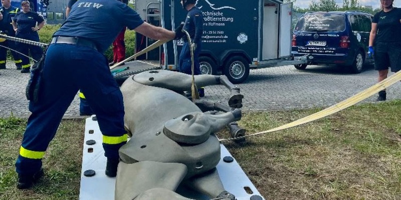 THW LVBEBBST: Großtierrettung: Neue Fähigkeit beim THW Fürstenwalde - Foto: presseportal.de