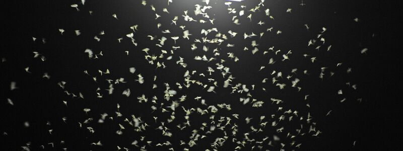Das Licht von Straßenlaternen lockt Insekten an. (Archivbild) - Foto: Armin Weigel/dpa