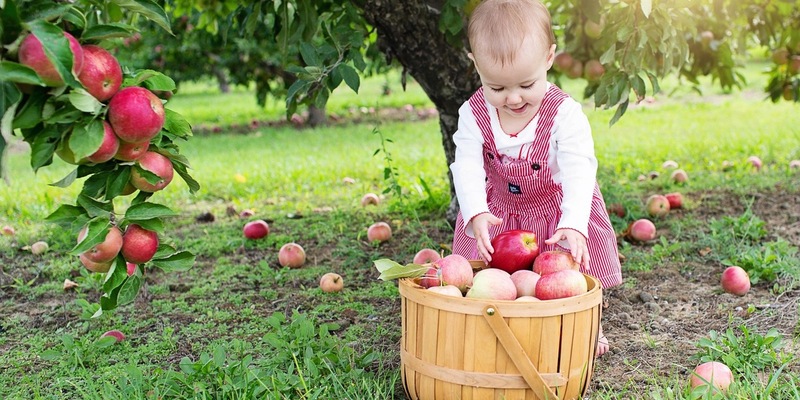 Mehr Bäume für Kinder - Warum Obstgehölze auf Kita-Geländen wichtig sind - Foto: presseportal.de