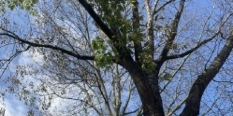 POL-SE: Elmshorn - Gutachten bringt Gewissheit - Roteichen vergiftet - Polizei sucht Zeugen - Foto: presseportal.de