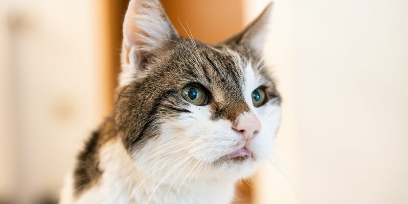 Katzen sollen auch in Amsterdam sicher wieder nach Hause kommen. (Symbolbild) - Foto: Silas Stein/dpa