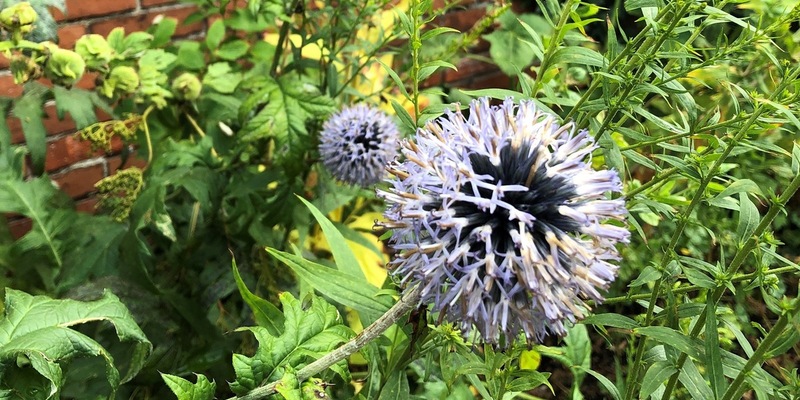 Wetterextreme im Garten: Was Pflanzenfans jetzt wissen müssen - Foto: presseportal.de