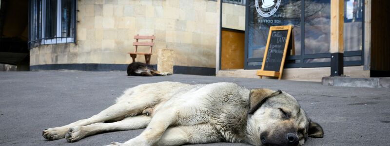 Straßenhunde sind oft gar nicht so unglücklich und allein, wie viele hierzulande meinen. (Archivbild) - Foto: Bernd von Jutrczenka/dpa