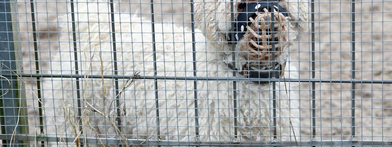 In den Tierheimen sitzen immer mehr nur schwer vermittelbare Hunde. (Archivbild) - Foto: Carsten Rehder/dpa