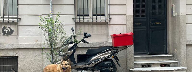 Echte Straßenhunde können «unfassbar frustriert und unglücklich» sein, wenn sie plötzlich als Wohnungshunde in Deutschland leben sollen. (Archivbild) - Foto: Mirjam Schmitt/dpa