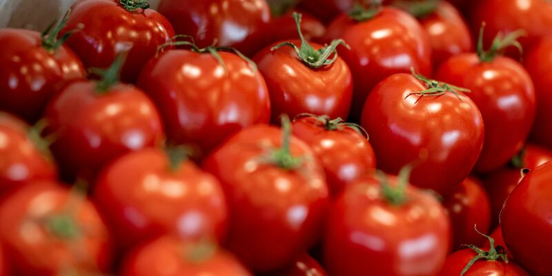 Tomaten sind nach Angaben des Bundesinformationszentrums Landwirtschaft das beliebteste Gemüse in Deutschland. - Foto: Fabian Sommer/dpa