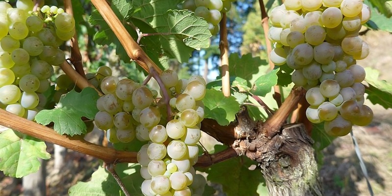 Weinlese 2025 / Blick in die Weinberge stimmt optimistisch - Foto: presseportal.de