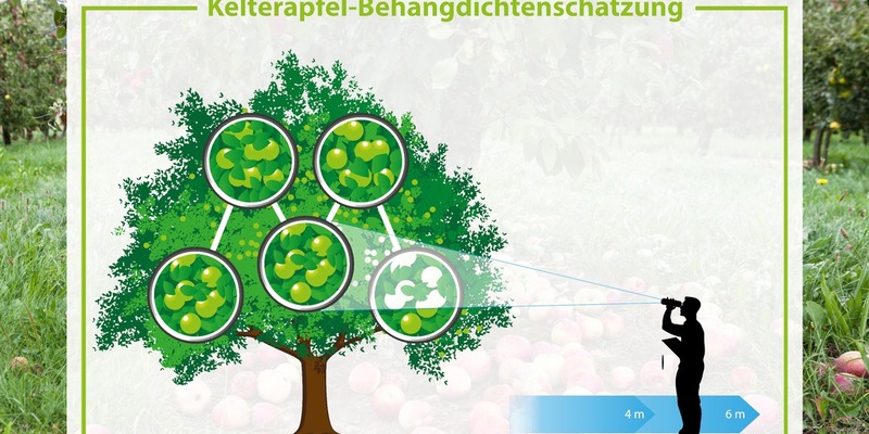 Streuobsternte mit 450.000 Tonnen in 2025 besser als erwartet - Foto: presseportal.de