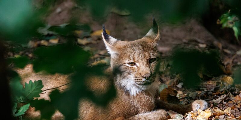 Luchse sind an ihren Pinselohren zu erkennen. (Symbolbild) - Foto: Daniel Karmann/dpa