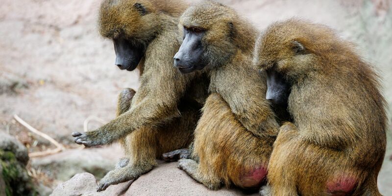 In dem Gehege leben laut dem Tiergarten mehr als 40 Paviane. Ausgelegt ist die Anlage für 25 Affen plus Jungtiere. (Archivbild) - Foto: Daniel Karmann/dpa