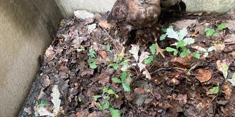 FW-F: Adlerblick und Teamgeist: Feuerwehr Frankfurt rettet Bussard Hugo aus misslicher Lage - Foto: presseportal.de