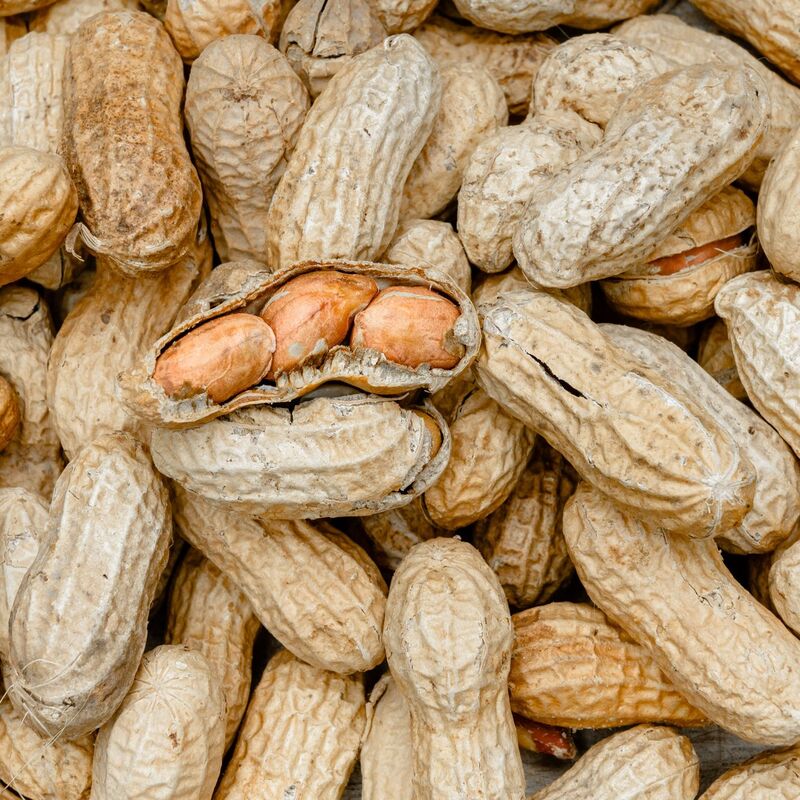 Schon geringe Mengen Erdnüsse können reichen, um allergische Reaktionen auszulösen. (Archivbild) - Foto: picture alliance / Markus Scholz/dpa