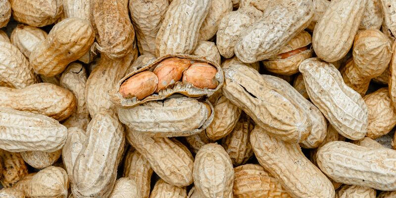 Schon geringe Mengen Erdnüsse können reichen, um allergische Reaktionen auszulösen. (Archivbild) - Foto: picture alliance / Markus Scholz/dpa