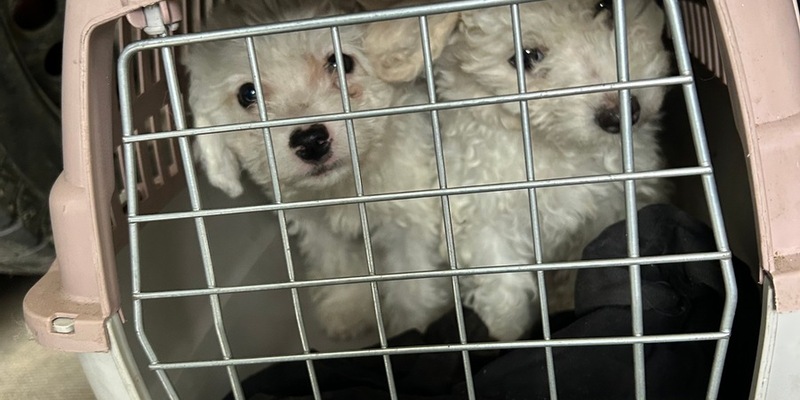 HZA-A: Augsburger Zöllner entdecken Hundewelpen - Foto: presseportal.de