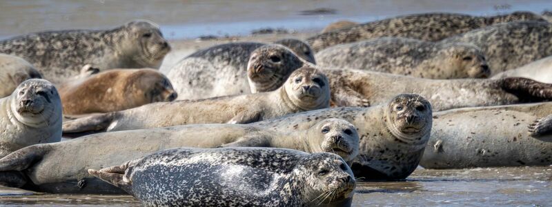 Seehunde brauchen etwa für die Aufzucht ihrer Jungtiere viel Ruhe und sollten nicht gestört werden. (Archivbild) - Foto: Sina Schuldt/dpa
