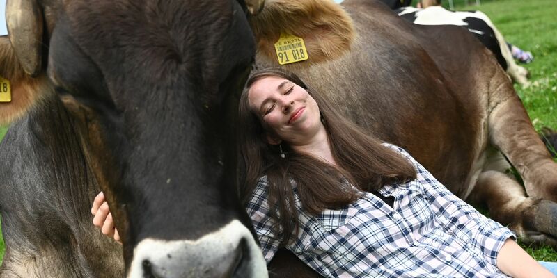 Wenn die Kuh keine Lust auf Gesellschaft oder Kuscheln hat, lässt man sie in Ruhe – jedes Rind kann einfach aufstehen und weggehen. - Foto: David Hammersen/dpa