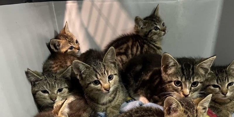POL-BO: Katzenbabys am Waldrand ausgesetzt - Spaziergängerin informiert die Polizei - Foto: presseportal.de