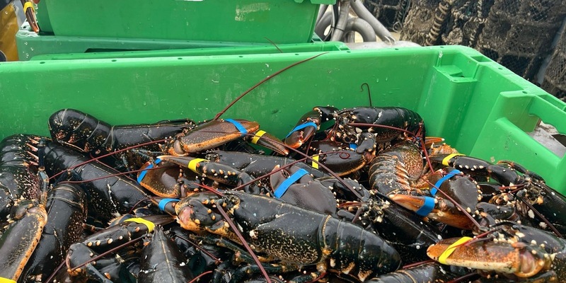 POL-IZ: 250729.3 Brunsbüttel: Illegal gefischte Hummer - Foto: presseportal.de