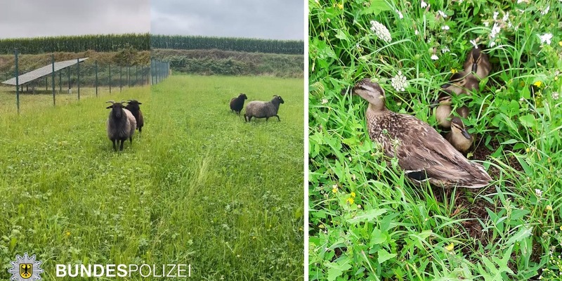 Bundespolizeidirektion München: Tierische Einsätze der Bundespolizei - Foto: presseportal.de