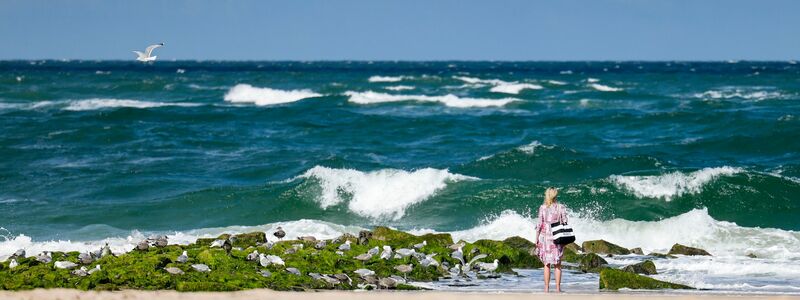  Die meisten in Nord- und Ostsee vorkommenden Quallen sind für den Menschen ungefährlich. - Foto: Frank Molter/dpa