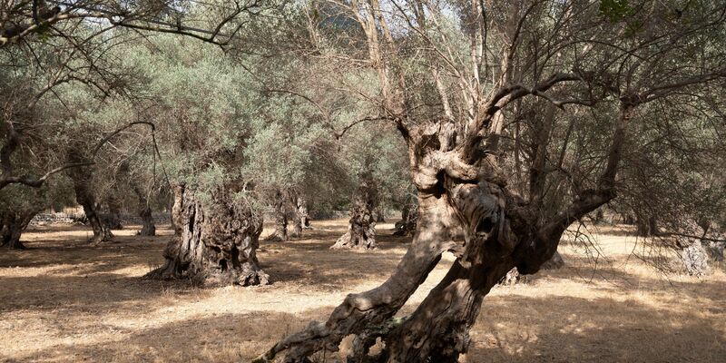 Wassermangel im Sommer ist auf Mallorca nichts Neues. (Archivfoto) - Foto: Clara Margais/dpa