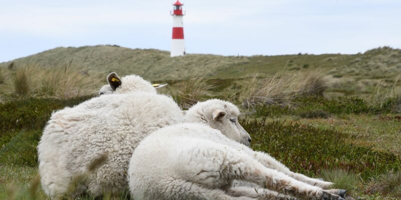 Unter anderem im Naturschutzgebiet Lister Ellenbogen (Sylt) waren Schafherden gefährdet. (Symbolbild) - Foto: Lea Sarah Albert/dpa