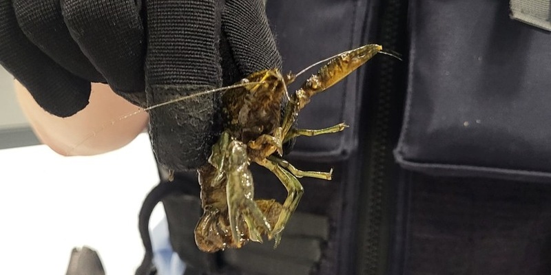 BPOL NRW: Freilaufende Flusskrebse in der S-Bahn - Bundespolizei stellt 21 Schalentiere sicher - Foto: presseportal.de