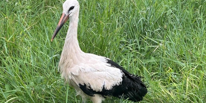 BPOL-KL: Bundespolizei rettet Storch aus dem Gleis - Foto: presseportal.de
