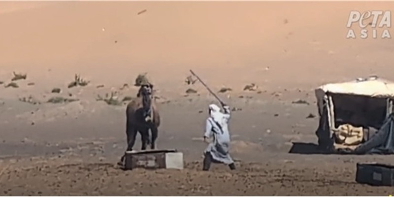 Video: Kamele geschlagen, gefesselt und getötet: Neue Recherche von PETA Asien deckt Tiermisshandlungen in Marokkos Tourismusindustrie auf - Foto: presseportal.de