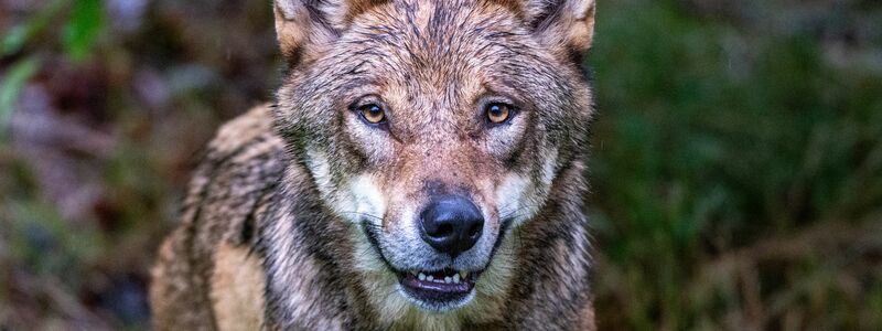 Höchstwahrscheinlich ein Wolf hat in den Niederlanden ein Kind angegriffen und weggeschleift (Symbolbild). - Foto: Armin Weigel/dpa